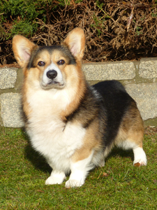 Bolero
