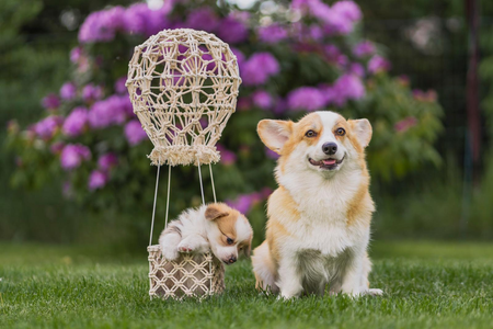 Born To Be Your Lunch At Cartier