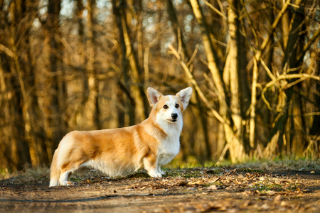 Born To Be Your Miss Tokyo