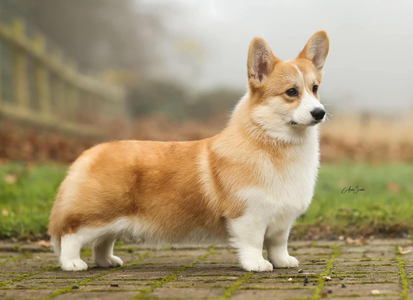 Born To Be Your Stars Align At Twinan