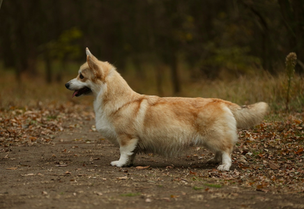 Born to Be Your Pemberry's Dom Pérignon