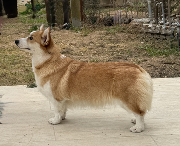 Born to be your royal rose