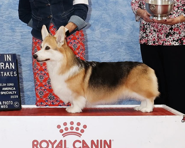 Bramblyhedge Love Is Everywhere