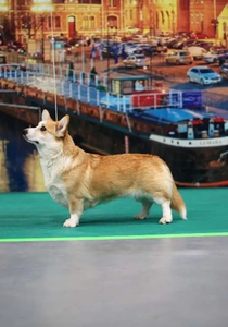 Image Broken