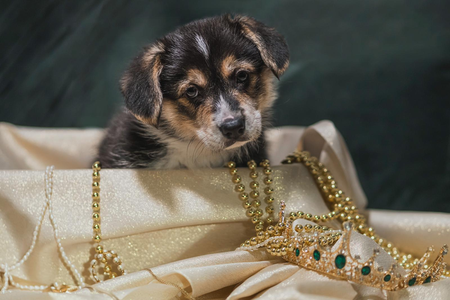 Bright Beauty Cinderella vom Weinbergschlösschen