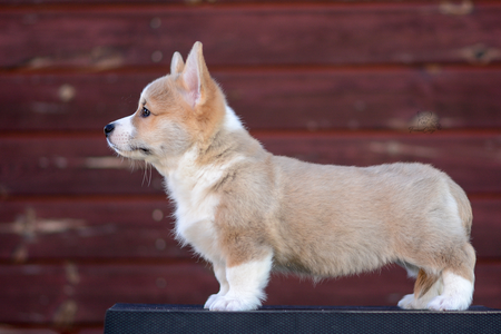 Bright Gyda of Treowecorgi