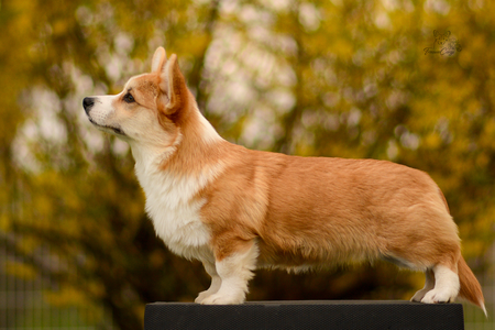 Bright Gyda of Treowecorgi