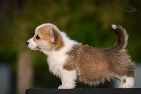Burnt Sienna of Treowecorgi