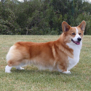 Caamora Tally Ho Foxtrot