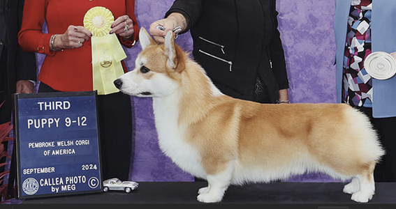 Capriccio Astoria Flying Dutchman