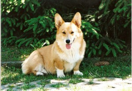 Cassie Rossi Caket