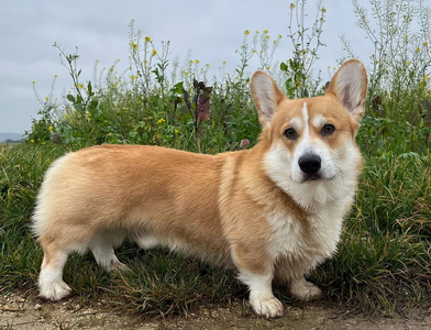 Castagna Butters the Pearl of Tabula Rasa Kennel