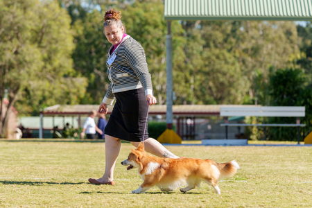 Ch Tooshort Ready Set Lets Roll