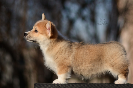 Chanterelle of Treowecorgi