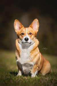 Charismatic Arya Spice Pems