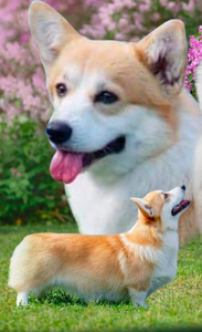 Image Broken