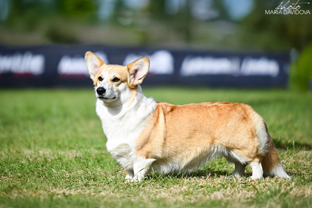 Classy Clio My Honey Eyes