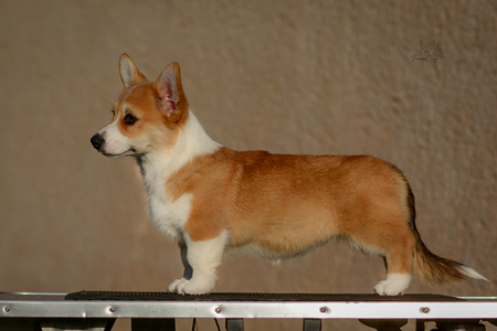Cleopatra of Treowecorgi