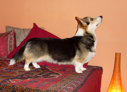 Colwyn Chasing Stars