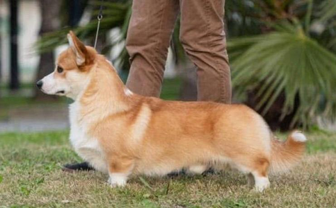 Corgi Red Hill Nando