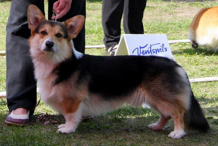 Corgilandia Hullabaloo