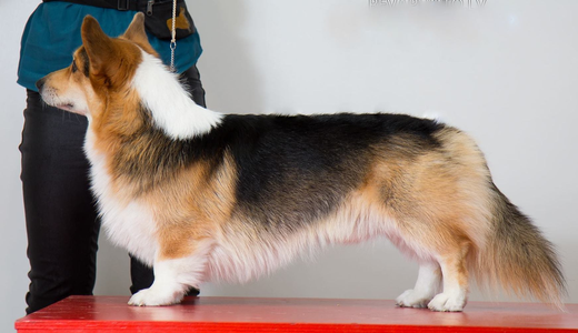 Corgilandia Hullabaloo