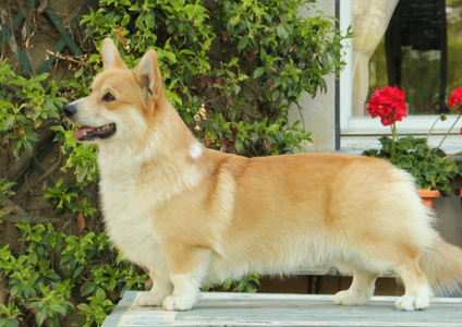 Corgilandia Rialto