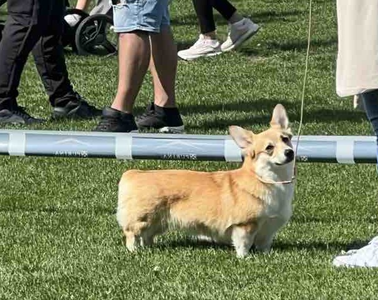 Corgiology Billie Jean N/b