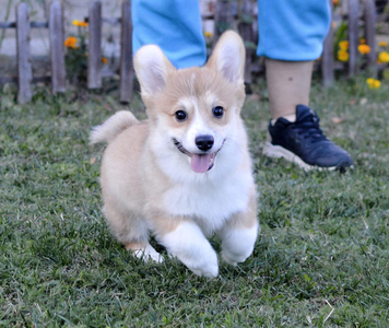 Corgiology Dareya Stormborn