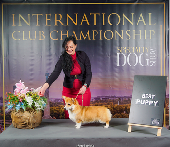 Corgiology Dareya Stormborn