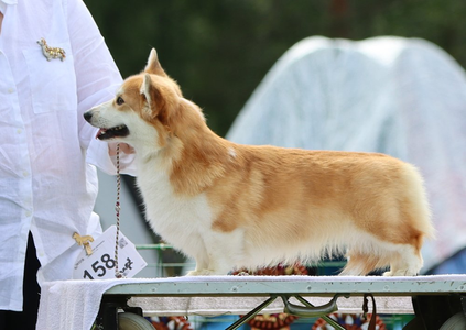 Corgirix Full Of Stars