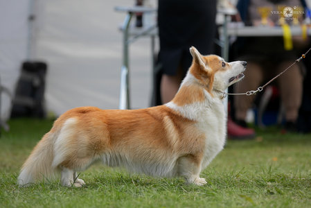 Corgirix Hot Chili Pepper