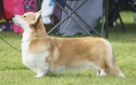 Corgirix Keep Your Secrets