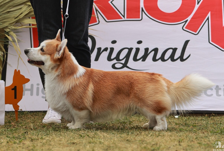 Corgirix Luminara Unduli