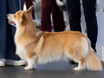 Corgirix Never Let Me Go