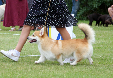 Corgirix Never Let Me Go
