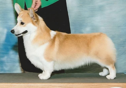 Coventry Day Tripper