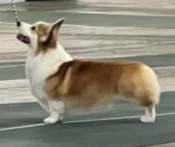 Coventry Don't Go Breaking My Heart