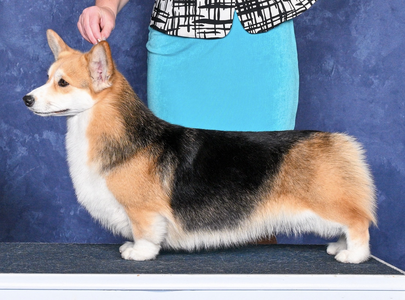 Coventry Fashion Forward BCAT CGC TKA