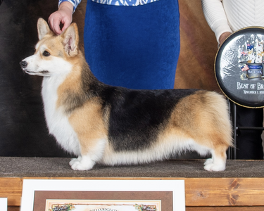 Coventry Fashion Forward BCAT CGC TKA