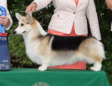 Coventry Frankly My Dear