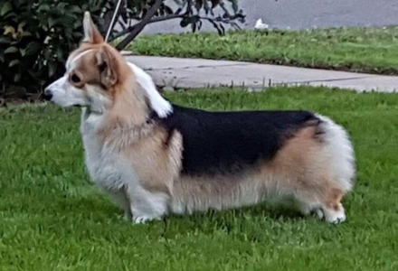 Coventry Manolito at Alenclaud