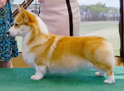 Coventry Sweet Dreams Are Made Of This