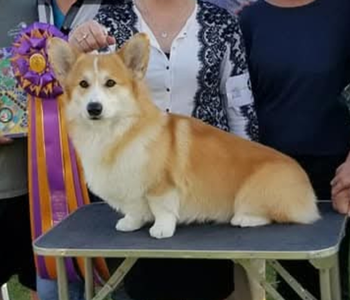 Coventry Wouldn't It Be Nice