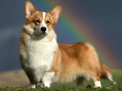 Image Broken