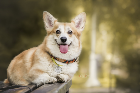 Daisy Wondrous Beauty