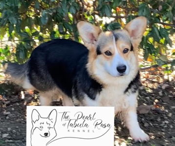 Dakota The Pearl of Tabula Rasa Kennel