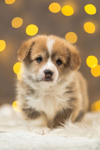 Dark Red Mad Max vom Weinbergschlösschen