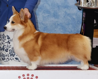 Double G's Linincorgi Adele's The Eleventh Day