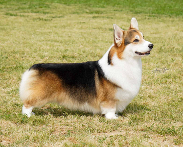 Dougal Pemdragons Magic Carpet Ride RI DCAT RATN CGCA TKA